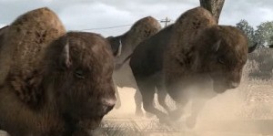 Buffalos/Bisons