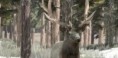 Reindeer/Elk